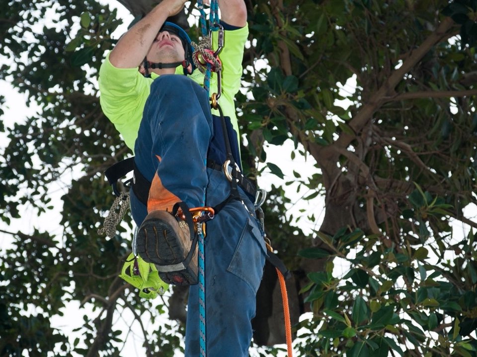 Qualified arborist working in a mature tree during a risk assessment in Cornwall