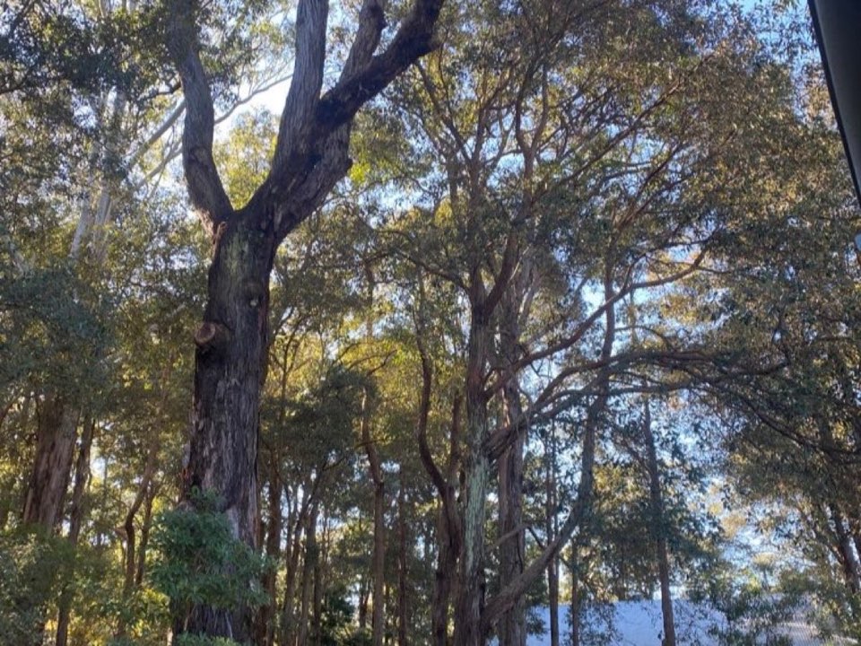 Mature trees in a Cornwall parkland setting due for routine re-inspection